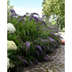 Budleja Dawida 'Wisteria Lane'
